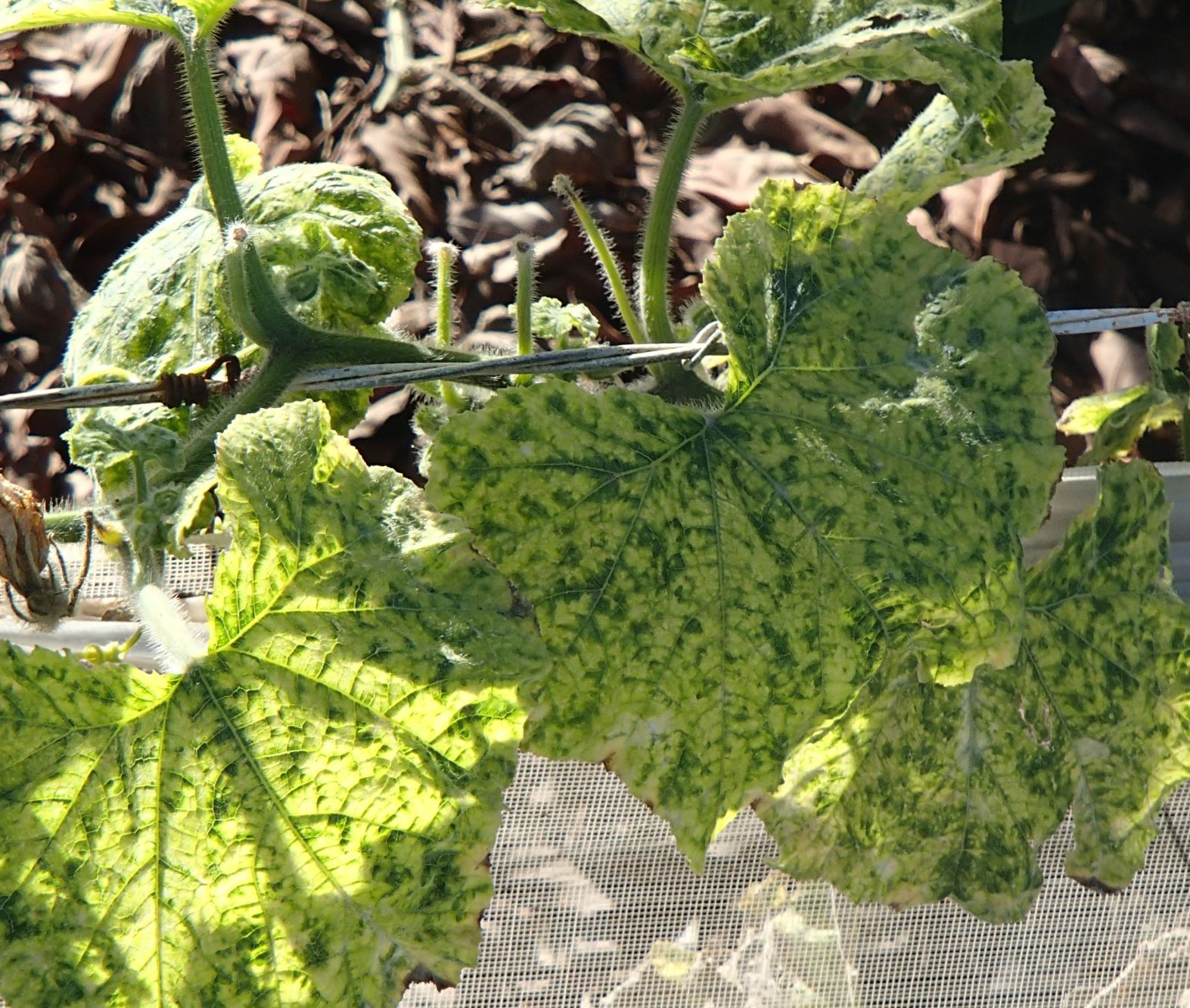 Cucumber mosaic virus